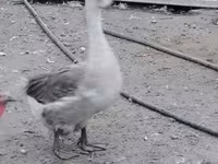 Turkeys — foto 1