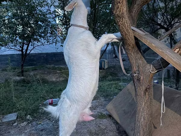 Koza, Russian White goat