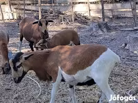 मेढ़ा, Cameroon sheep — फ़ोटो 4