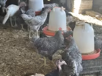 Turkeys — fotografija 2