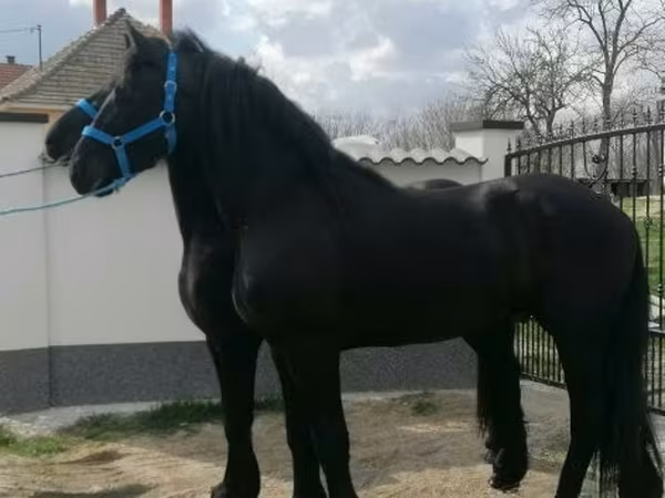 Caballo, Friesian