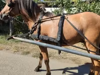 Caballo, Fjогd — foto 4