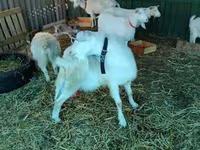 Koza, Pomellata goat — fotografija 5