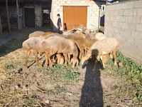 Schafe (Partie, Geschlecht nicht angegeben), Hissar sheep — Foto 4