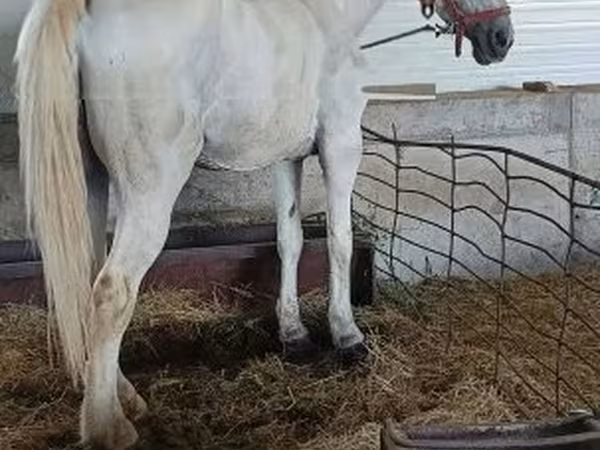雌馬, Lipizzaner