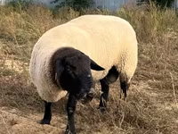 Qoʻchqor, White Suffolk sheep — 3-rasm