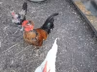 Chickens — foto 6