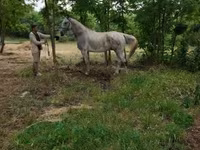 Pastuv, Lipizzaner — fotografija 2