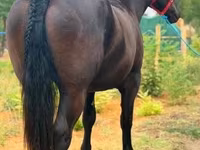 Égua, Cavalos — foto 2