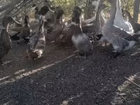 Ducks — foto 1