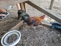 Japanisches Bantam — Foto 3