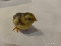 Quails — fotografija 2