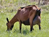 बकरी, Alpine goat — फ़ोटो 4