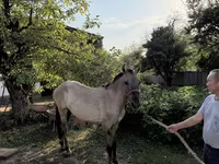 Koń, Tiger horse — zdjęcie 2