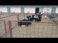 母羊, Racka sheep — 照片 1