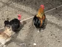 Chickens — 3-сурет