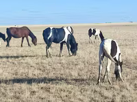 Égua, Horse breed — foto 1