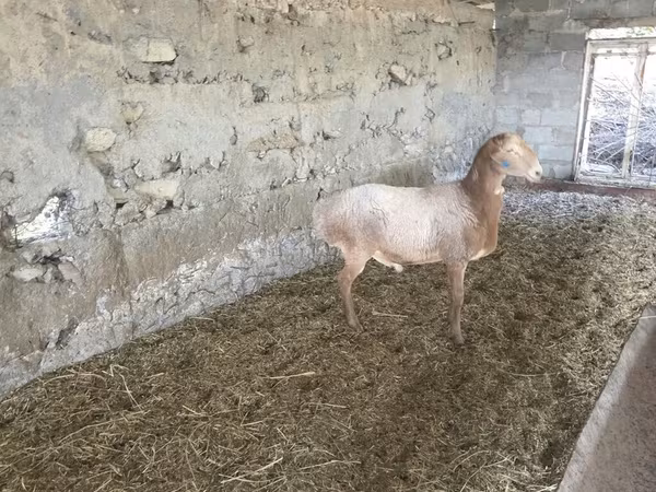 Ovan, Rhon sheep