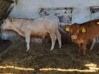 公牛, Simmental cattle — 照片 4