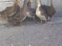 Ducks — zdjęcie 2