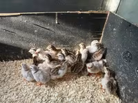 Guinea fowl — Foto 2