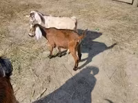 عنزة, Nubian Goat — الصورة 1