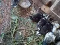 Ducks — Foto 2