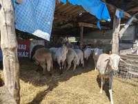 Brebis, Moutons — photo 3