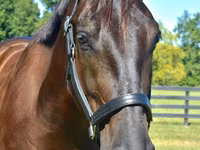 Pastuv, Percheron — fotografija 3