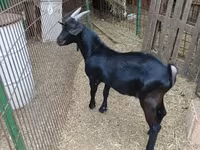 बकरा, Alpine goat — फ़ोटो 8