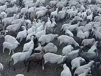 Ovca, Hampshire sheep — fotografija 2