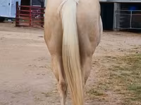 Pastuv, Quarter Horse — fotografija 8