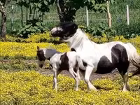 घोड़ा, Gypsy horse — फ़ोटो 1