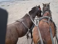 Horse (M), Horses — photo 1