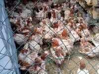 Chickens — fotografija 1