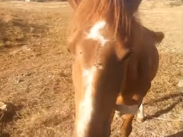 Cavalo, Cavalos