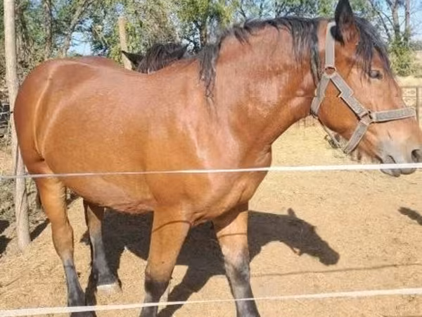 Kobyła, Hungarian horse breed — Węgry