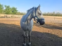 Yegua, Caballos — foto 2