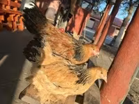 Brahma — foto 4