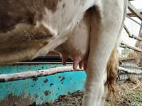 母牛, Simmental cattle — 照片 2