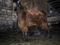 Jarac, Kamori goats — fotografija 3