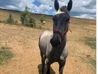 Cheval, Chevaux — photo 1