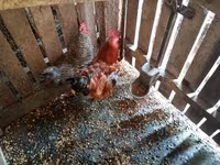 Chickens — 写真 2