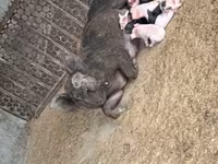 मादा सूअर, सूअर — फ़ोटो 2