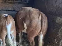 公牛, Hungarian Grey breed — 照片 1