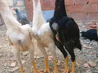 Chickens — fotografija 2
