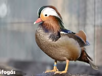 Ducks — Foto 2