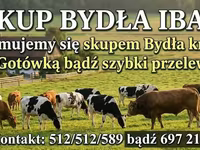 Бик, Велика рогата худоба — фото 3