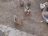 Ducks — Foto 1