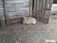 Sheep, Racka sheep — photo 2